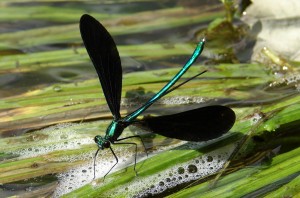 damselfly