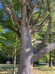 Bull Pine Tree