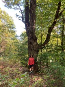 Wolf Tree SRK Greenway