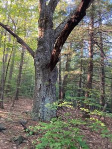 Oak Wolf Tree SRK Greenway